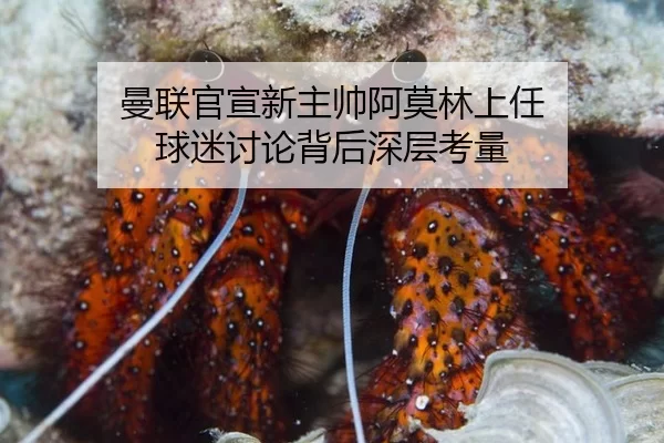 曼联官宣新主帅阿莫林上任 球迷讨论背后深层考量